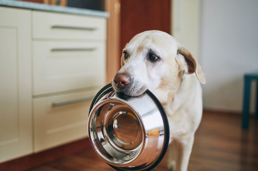 Quelle est la meilleure alimentation pour chien labrador ?