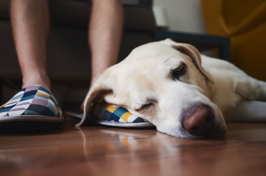 Est-ce une bonne ou mauvaise chose si labrador dort sur le sol ?
