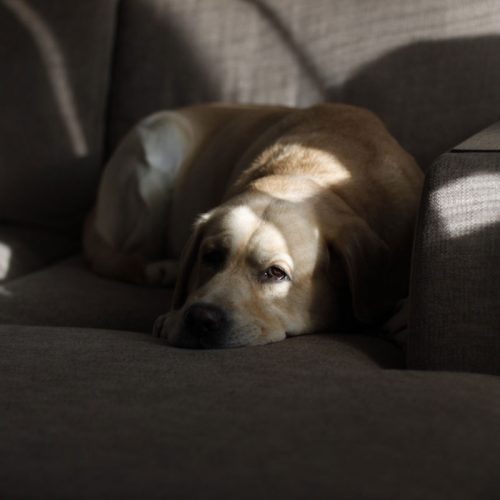 Labrador gémit : pourquoi et que faire ?