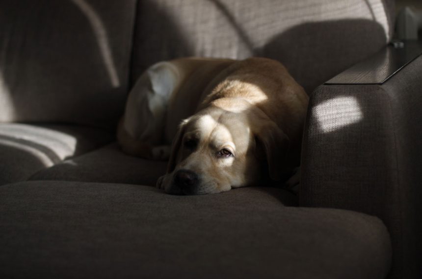 Labrador gémit : pourquoi et que faire ?