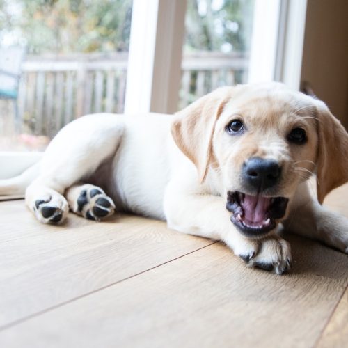 couleur-truffe-labrador-jaune Quelle doit être la couleur de la truffe des Labradors jaunes ?