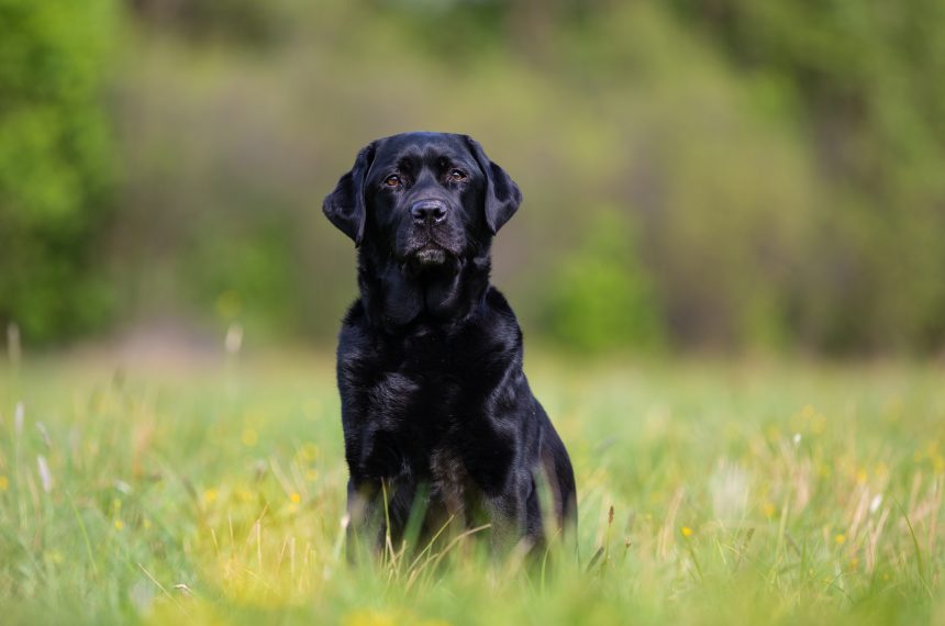 Peut-on entraîner un Labrador à devenir un chien de garde ?