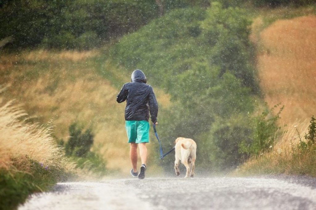 L'influence de la météo sur les capacités de course d'un Labrador