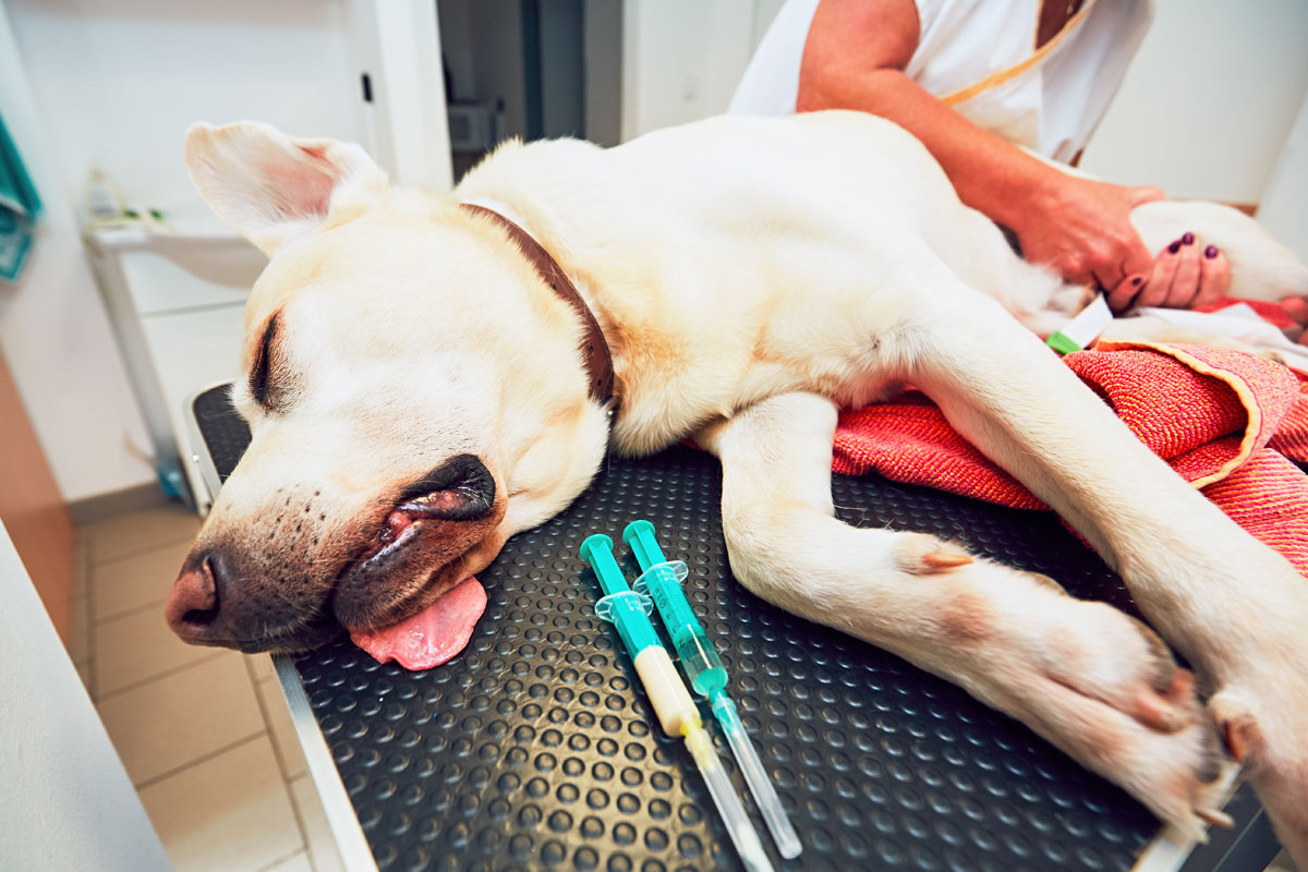 Avantages stérilisation chien labrador