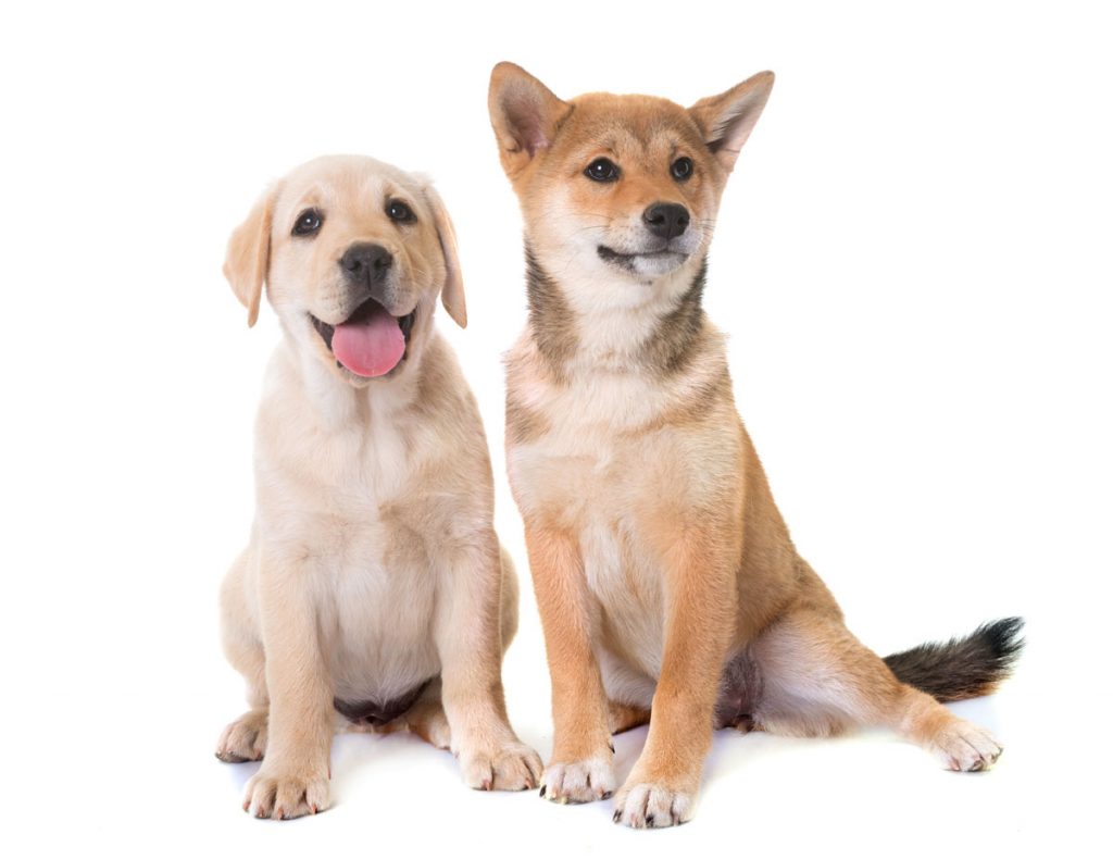 Le Shibador : croisement entre un Shiba et un Labrador
