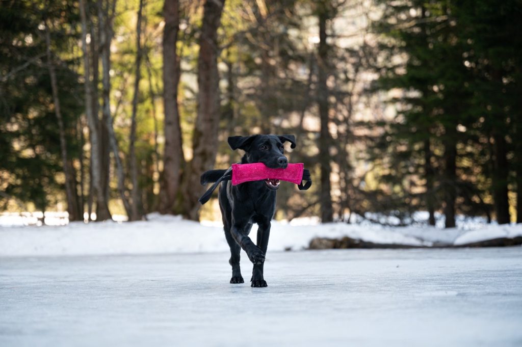 Le Labrador peut-il sortir par temps froid ?