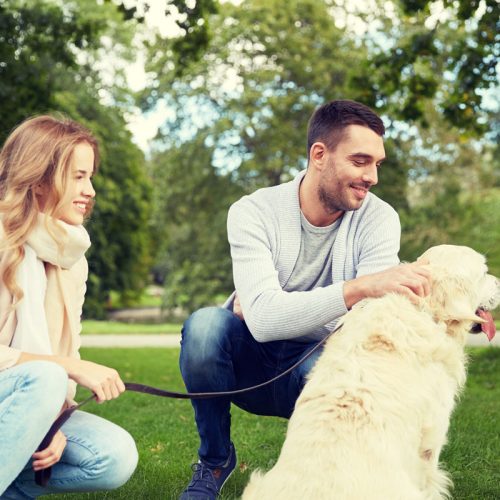 temps-avec-labrador Combien de temps faut-il passer avec un labrador ?
