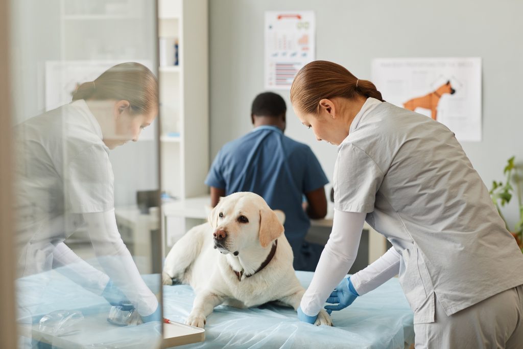Les tests ADN pour chien Labrador