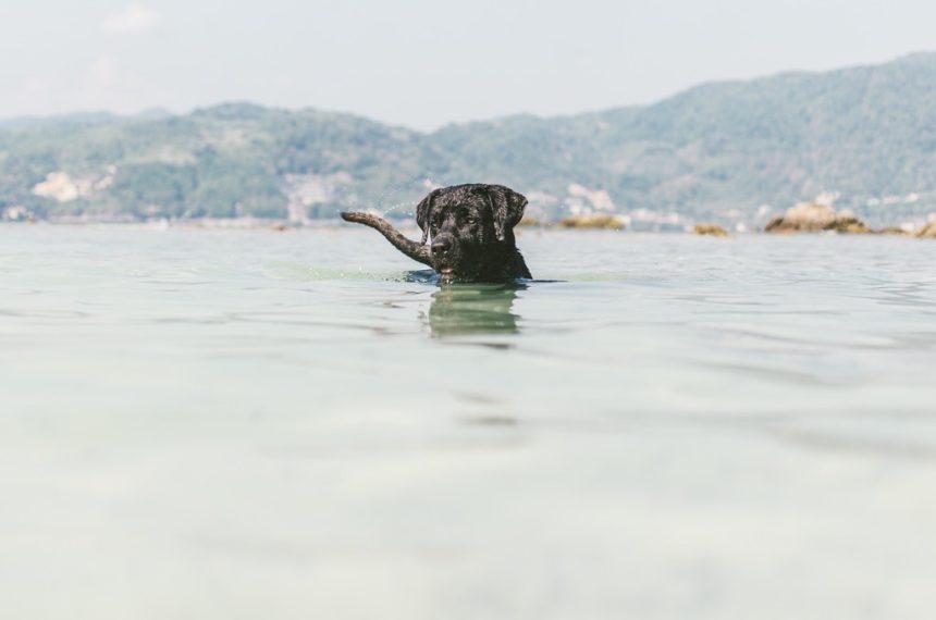 Les Labradors utilisent-ils leur queue pour nager ?