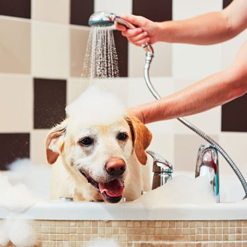 Conseils de bain pour les labradors