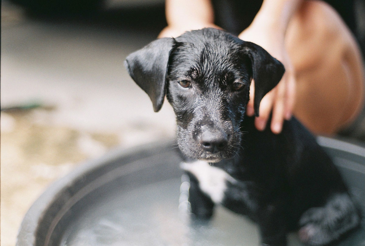 Comment donner un bain à un chien labrador ?