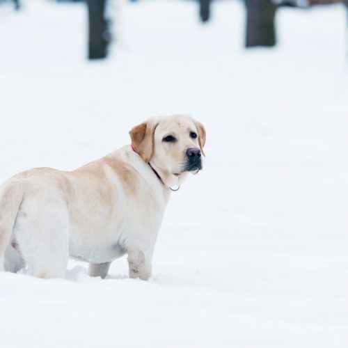 Est-ce que les labradors ont besoin de bottes de neige pendant l'hiver ?