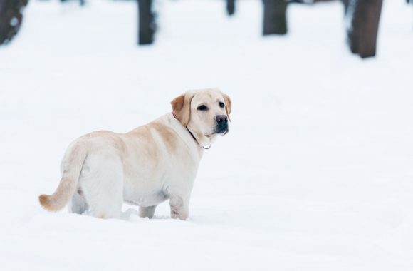 Est-ce que les labradors ont besoin de bottes de neige pendant l'hiver ?