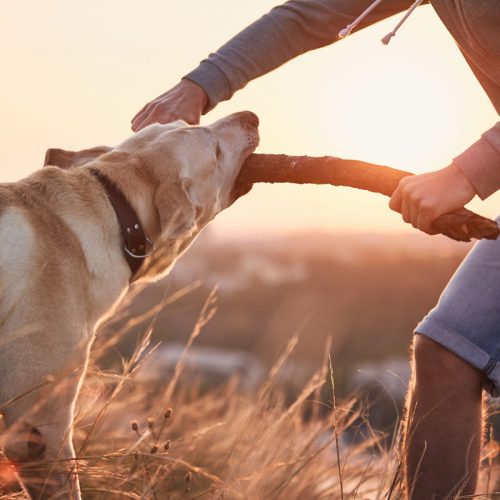 chien-labrador-attaque Apprendre un chien labrador à attaquer