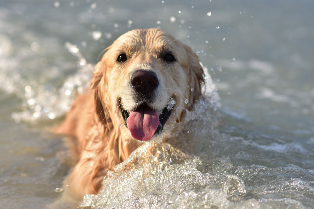 Un chien labrador dans l'eau