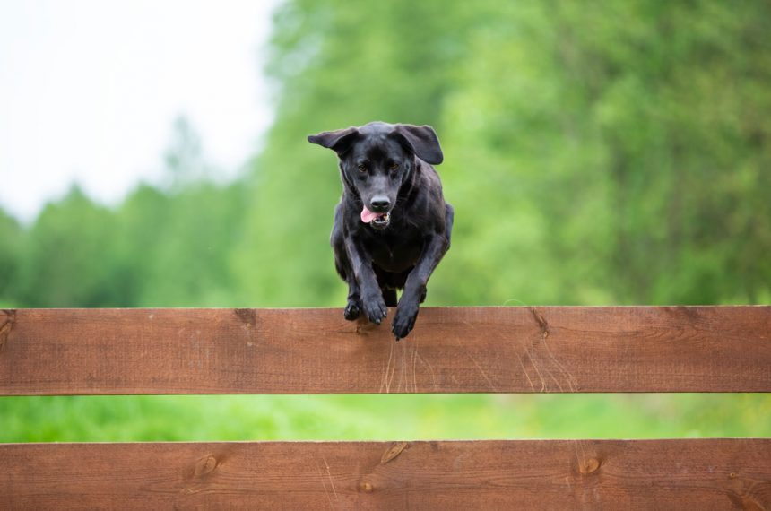 Est-ce que les labradors peuvent-ils sauter les clôtures ?