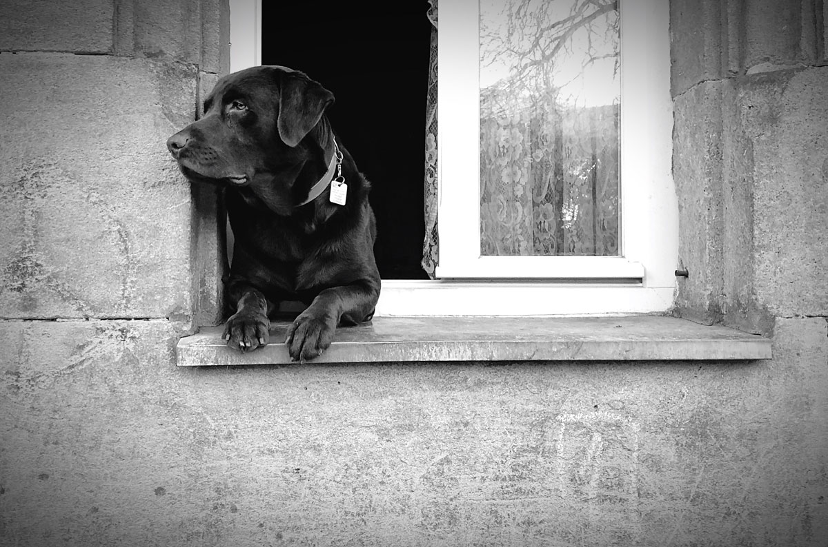 Un chiot labrador noir regarde par la fenêtre