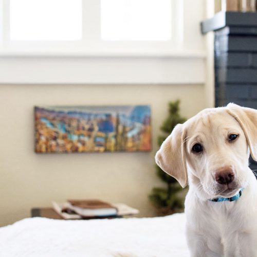 chiot-labrador-jaune Est-ce que le pelage des labradors jaunes deviennent plus foncés quand ils grandissent ?