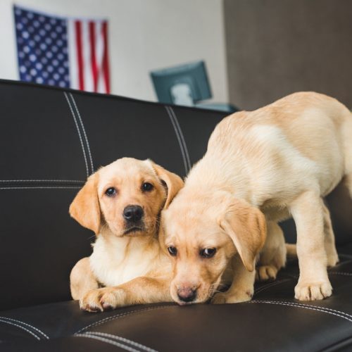 elever-deux-chiots-labrador Comment élever deux chiots labrador ensemble ?