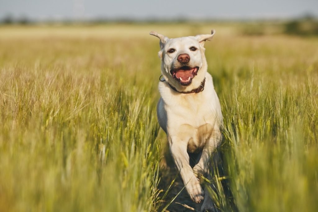 Comment apprendre à un Labrador Retriever à ne pas s'enfuir ?