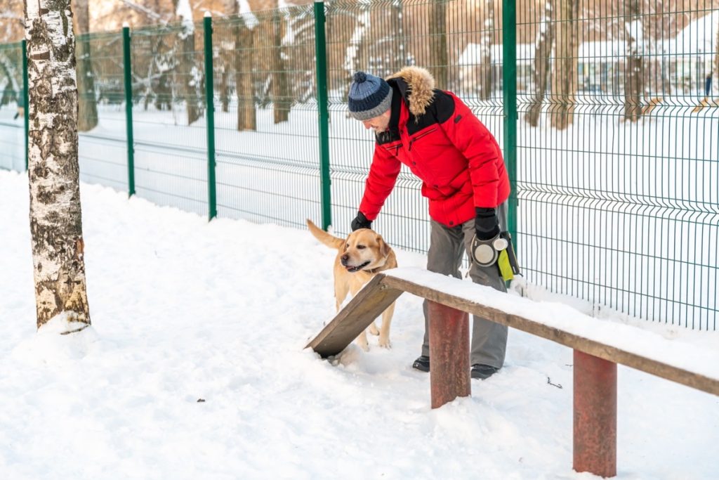 Comment entraîner son Labrador à porter des bottes de neige ?