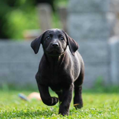 Les erreurs commises par les nouveaux propriétaires de chiots Labradors