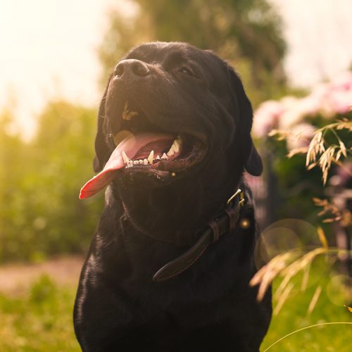 De quelle couleur doivent être les gencives d’un Labrador ? Quelle est la couleur du gencive d'un labrador noir ?