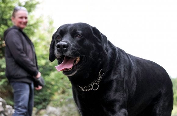 gros-labrador-noir Quelle est la taille d'un labrador ?