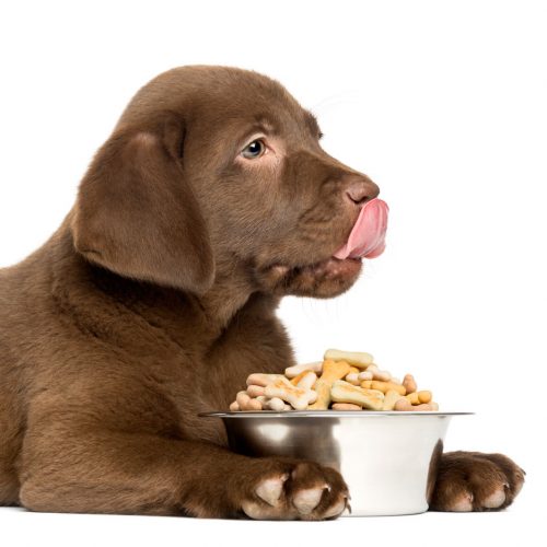 guide-labrador-chocolate Tout sur le labrador chocolaté