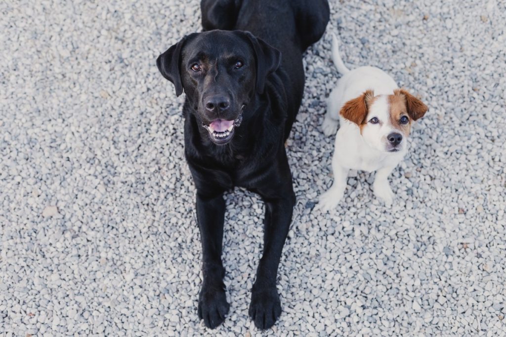 Le Jackador : croisement entre un Labrador et un Jack Russell