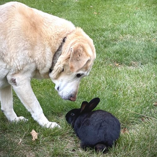 Est-ce que les labradors chassent les lapins ?