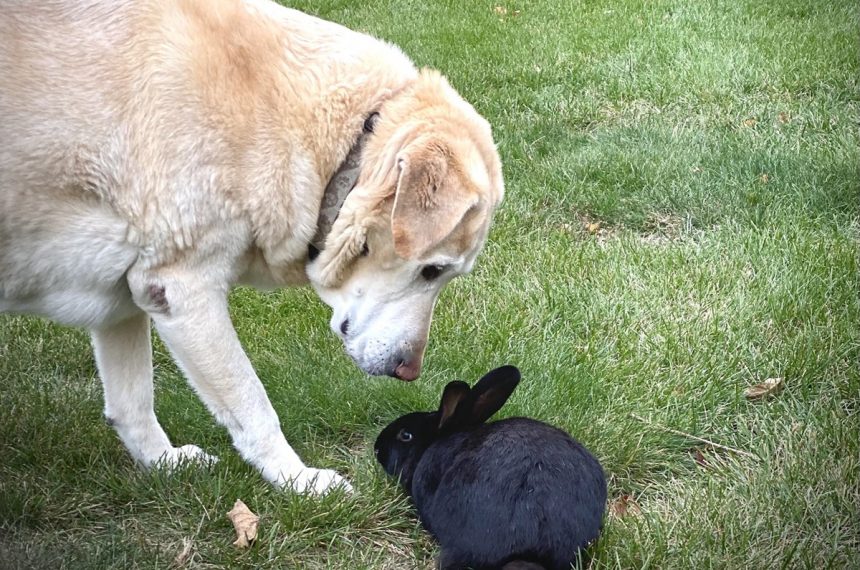 Est-ce que les labradors chassent les lapins ?