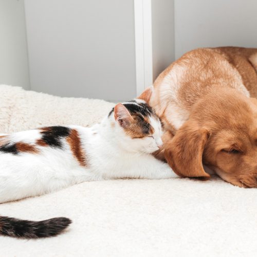 Cohabitation entre labrador et chat