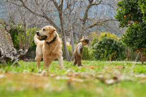 Un chien labrador et un enfant dans le jardin