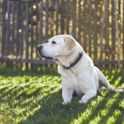 Un chien labrador assis sur le jardin