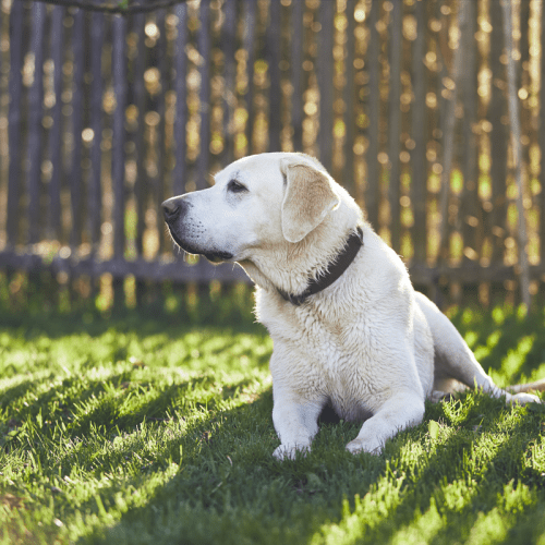labrador-sur-le-jardin Un chien labrador assis sur le jardin