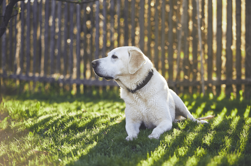 Un chien labrador assis sur le jardin