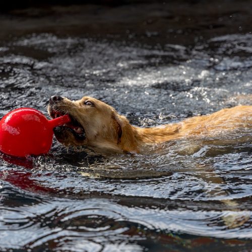 risque-noyade-labrador Un Labrador peut-il se noyer ?