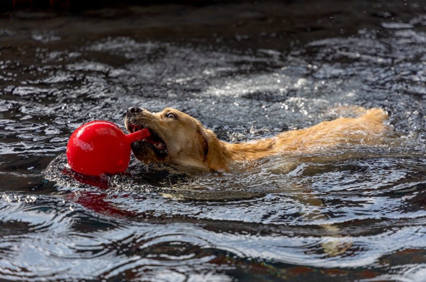 Un Labrador peut-il se noyer ?