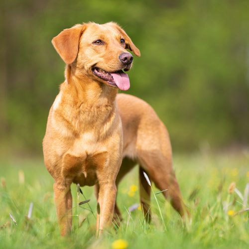 A bright Labrador Retriever with a working line. Tout savoir sur le labrador jaune avec ventre noir