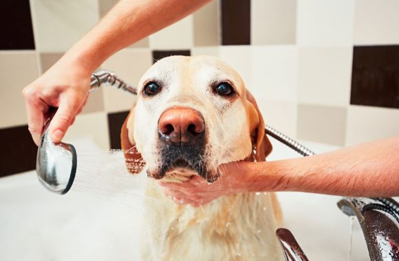 Bains et soins corporels pour votre Labrador