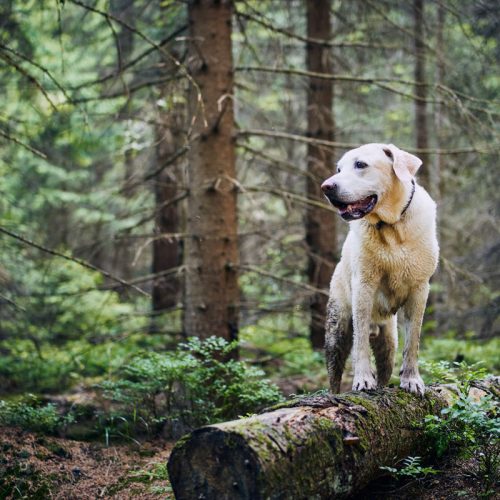 Chien labrador heureux dans la forêt