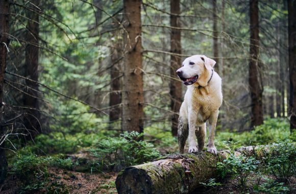 Chien labrador heureux dans la forêt