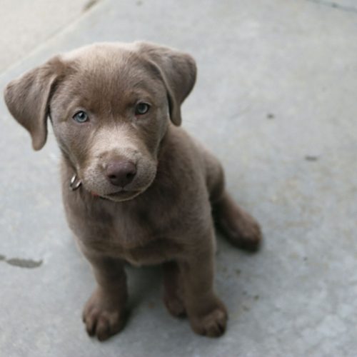 Le Labrador Retriever argenté