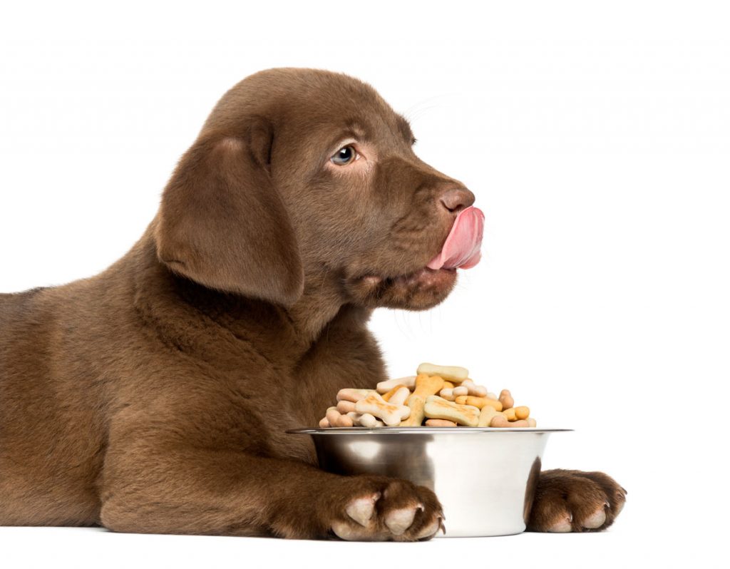 Quelle quantité de nourriture faut-il donner à un chiot Labrador ?