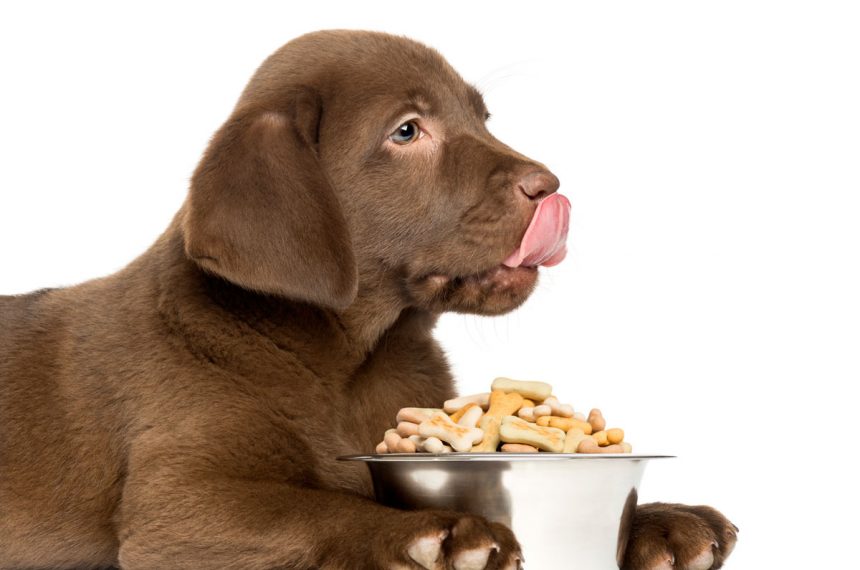 Quelle quantité de nourriture faut-il donner à un chiot Labrador ?