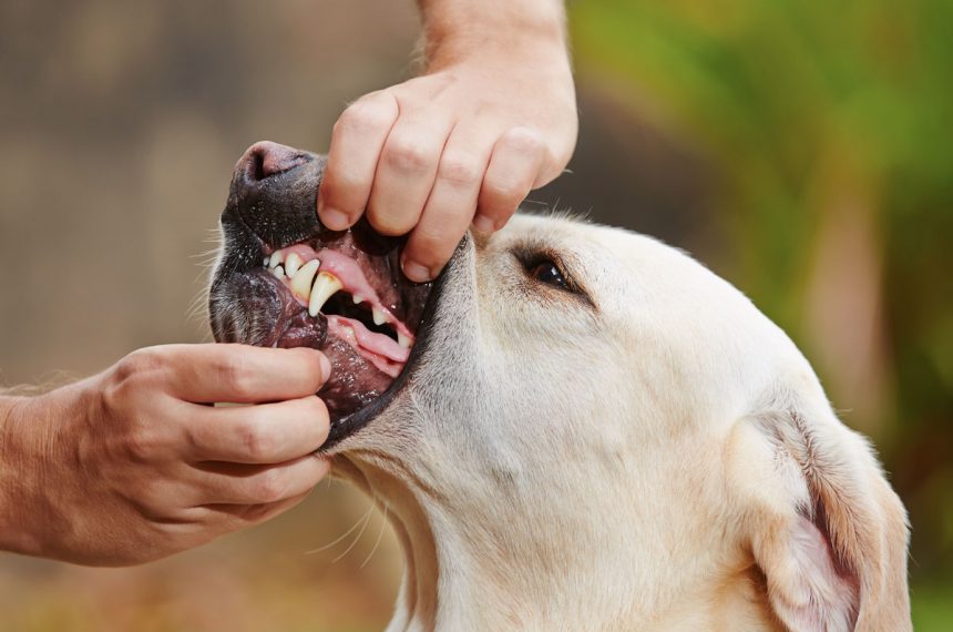 Combien de dents a un chien labrador ?