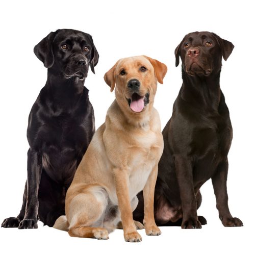 Un Labrador est-il considéré comme une race moyenne ou grande ?