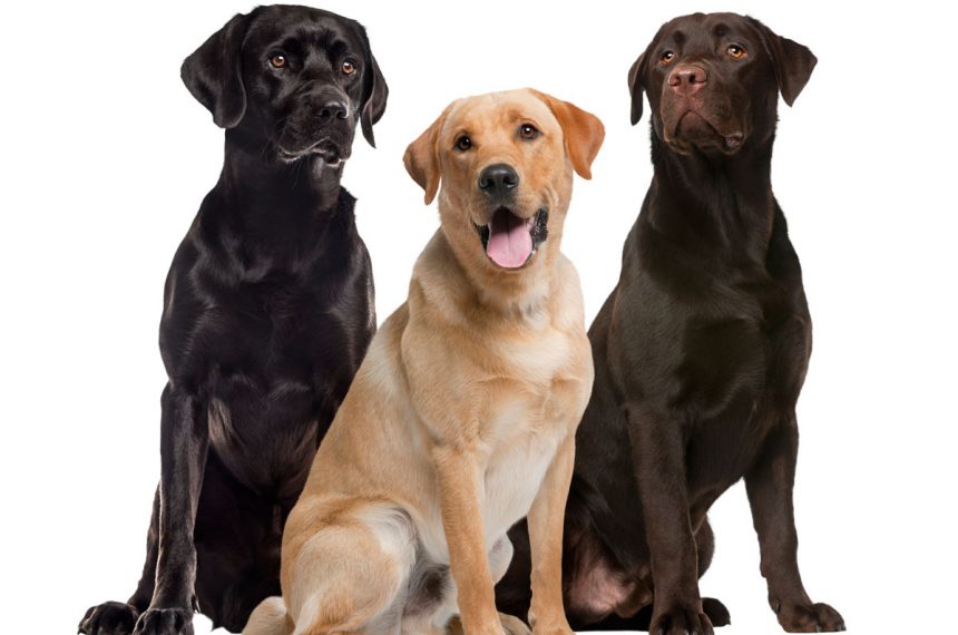 Un Labrador est-il considéré comme une race moyenne ou grande ?