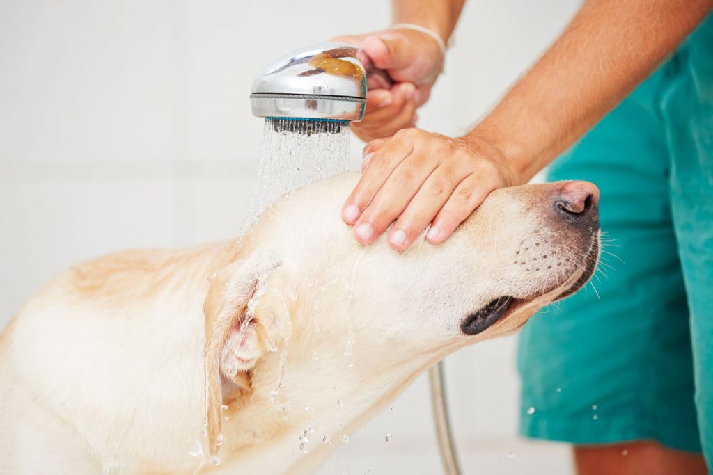 Donner un bain à son chien labrador